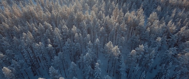 Video Reference: winter, frost, freezing, ecosystem, sky, vegetation, tree, snow, geological phenomenon, atmosphere