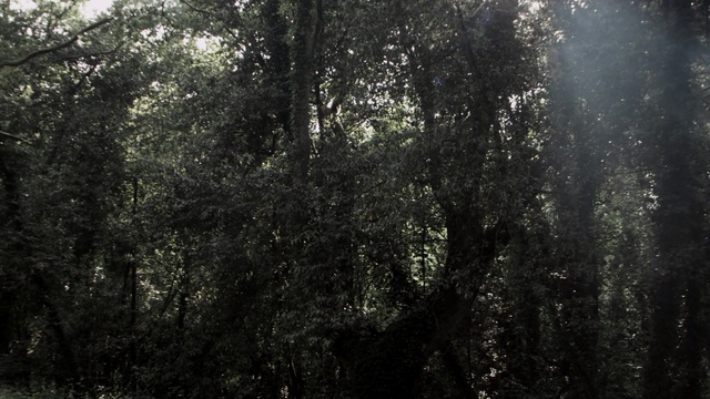 Video Reference: Tree, Black, Nature, Natural environment, Forest, Vegetation, Old-growth forest, Atmospheric phenomenon, Natural landscape, Black-and-white