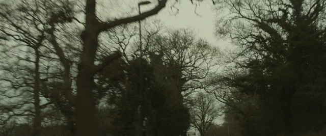 Video Reference: tree, branch, woodland, nature, sky, forest, ecosystem, woody plant, vegetation, atmosphere