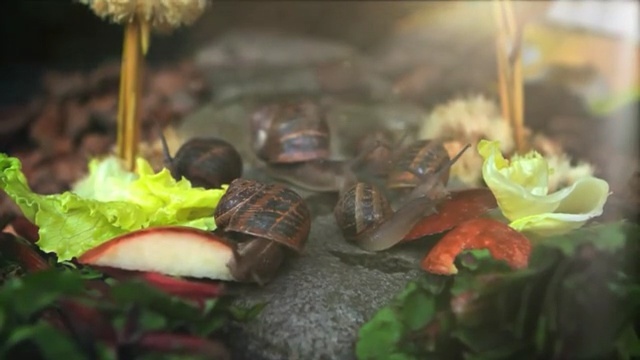 Video Reference: Leaf, Plant, Flower, Leaf vegetable, Landscape