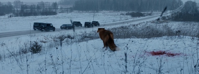 Video Reference: Snow, Winter, Bear, Freezing, Grizzly bear, Wildlife, Canidae, Carnivore, Adaptation, Red fox