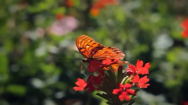 Video Reference: Butterfly, Insect, Moths and butterflies, Monarch butterfly, Flower, Pollinator, Plant, Invertebrate, Flowering plant, Brush-footed butterfly