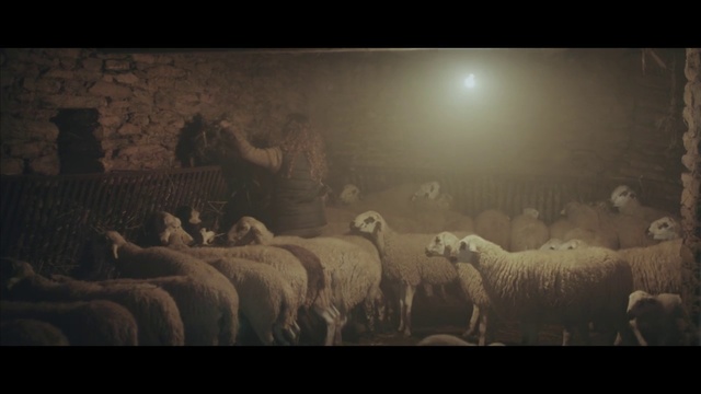 Video Reference: Sheep, Sheep, Light, Herd, Darkness, Stock photography, Photography, Cow-goat family, Screenshot