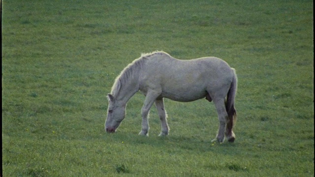 Video Reference: Mammal, Horse, Vertebrate, Pasture, Grazing, Grassland, Meadow, Mane, Mare, Grass