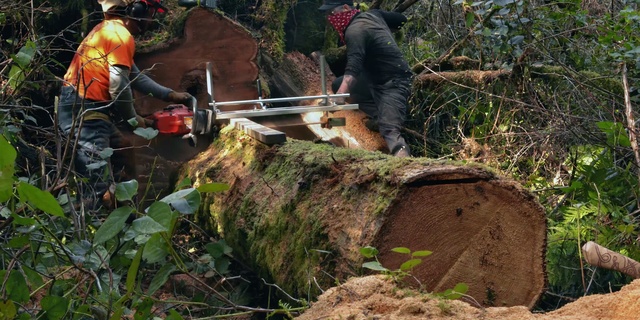 Video Reference: Logging, Tree, Chainsaw, Geological phenomenon, Tree stump, Forest, Plant, Lumberjack, Woodland