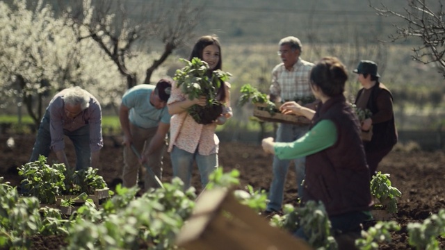 Video Reference: plant, tree, community, agriculture, soil, garden, farmworker, grass, plantation, farm, Person