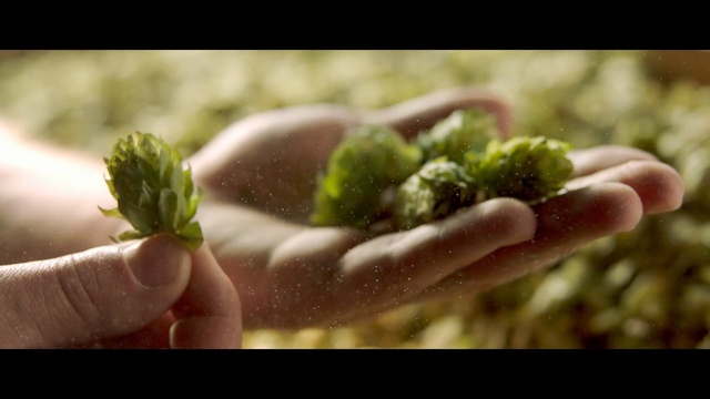 Video Reference: Plant, Hand, Leaf, Flower, Finger, Bud