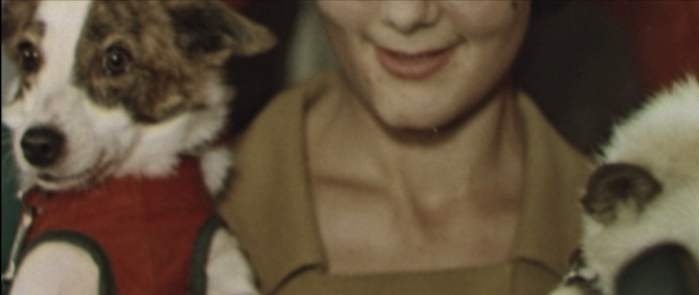 Video Reference: Cat, Facial expression, Nose, Felidae, Head, Whiskers, Cheek, Skin, Eyebrow, Smile
