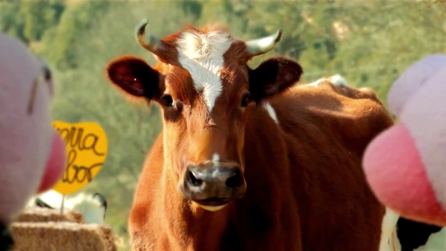 Video Reference: cattle like mammal, dairy cow, cow goat family, horn, snout, ox, livestock, calf, terrestrial animal