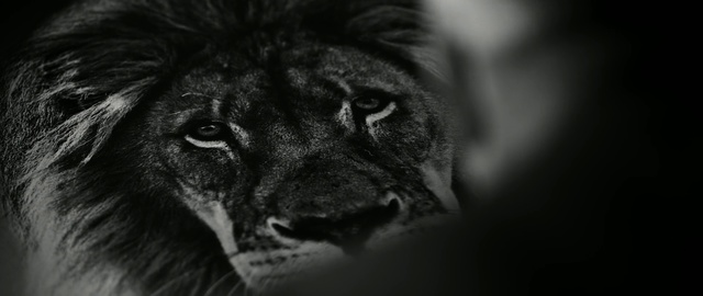 Video Reference: Black, White, Black-and-white, Felidae, Lion, Snout, Big cats, Monochrome photography, Wildlife, Whiskers