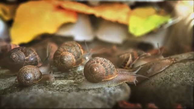 Video Reference: Snail, Snails and slugs, Sea snail, Terrestrial animal, Molluscs, Macro photography, Chestnut, Plant, Lymnaeidae