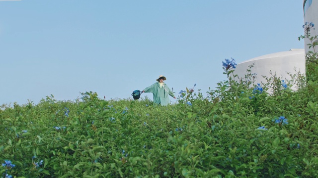 Video Reference: Vegetation, Crop, Plant, Field, Plant community, Plantation, Flower, Grass, Agriculture, Farm