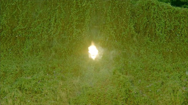 Video Reference: green, ecosystem, grass, vegetation, grass family, grassland, lawn, meadow, biome, sunlight, Person