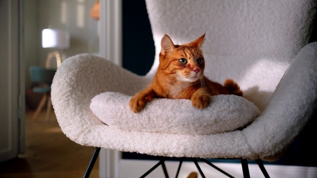 Video Reference: Cat, Mammal, Small to medium-sized cats, Felidae, Whiskers, Carnivore, Asian, Somali, Abyssinian, Comfort