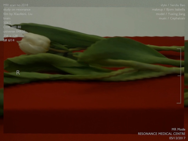 Video Reference: computer wallpaper, still life photography