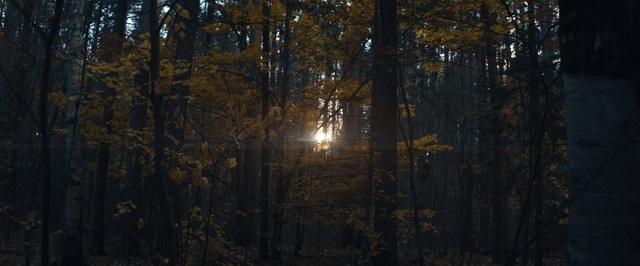 Video Reference: Nature, Tree, Forest, Natural environment, Sunlight, Northern hardwood forest, Biome, Atmospheric phenomenon, Woodland, Tropical and subtropical coniferous forests