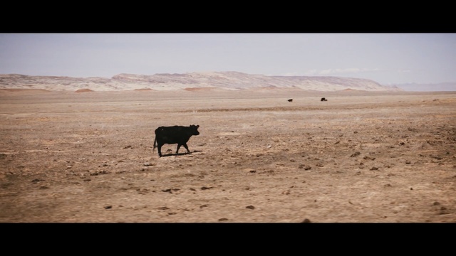Video Reference: sky, ecosystem, cattle like mammal, herd, steppe, plain, horizon, ecoregion, grassland, tundra