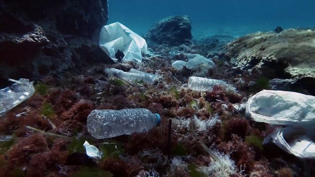 Video Reference: Water, Nature, Natural environment, Underwater, Organism, Marine biology, Coral, Plant, Landscape, Reef