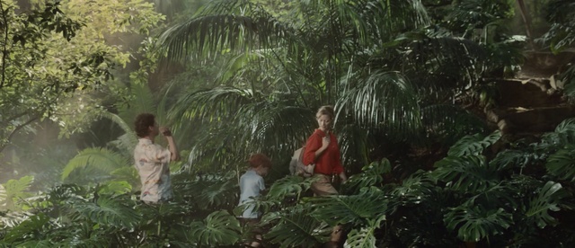 Video Reference: tree, woody plant, vascular plant, tropical, plant, forest, landscape, palm, coconut, jungle, trees