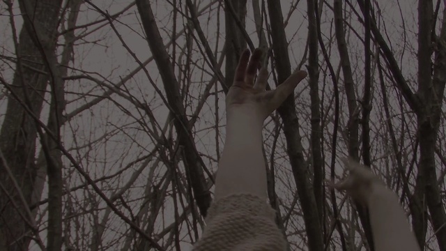 Video Reference: tree, woody plant, branch, forest, woodland, darkness, plant, sky, wood, trunk, Person