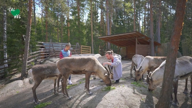 Video Reference: Vertebrate, Mammal, Deer, Reindeer, Pack animal, Wildlife, Bovine, Fawn, Person, Outdoor, Animal, Standing, Group, Walking, Wood, Dirt, Path, Food, Side, Enclosure, Wooden, Cow, Horse, Zoo, Forest, Eating, Table, Herd, People, Man, Dog, Tree, Ground, Cattle, Goat, Working animal, Livestock, Pig