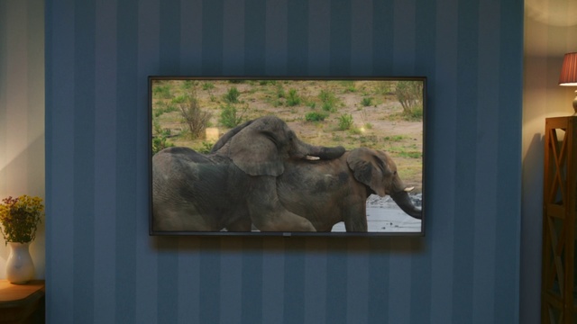 Video Reference: Elephant, Elephants and Mammoths, Indian elephant, Wildlife, African elephant, Terrestrial animal, Zoo, Adaptation, Safari, Working animal