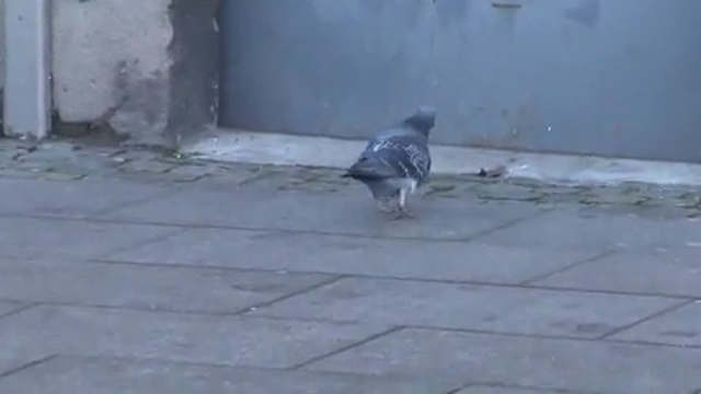 Video Reference: pigeons and doves, bird, vertebrate, mode of transport, asphalt, fauna, road surface, beak, floor