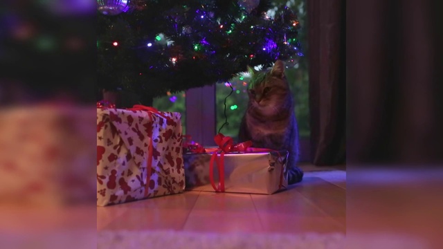 Video Reference: Christmas tree, Purple, Plant, Toy, Violet, Pink, Fawn, Carnivore, Ornament, Magenta