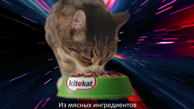 Video Reference: Cat, Felidae, Small to medium-sized cats, Games, Whiskers, Kitten, Domestic short-haired cat, Photo caption, Carnivore, European shorthair