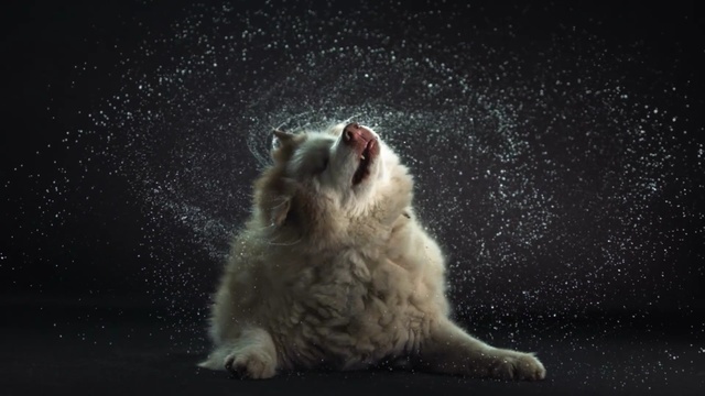 Video Reference: darkness, atmosphere, whiskers, organism, night, snout, computer wallpaper, wildlife, space, stock photography