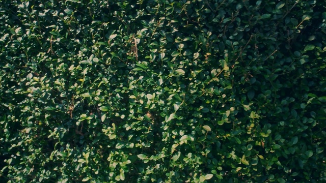 Video Reference: green, vegetation, plant, leaf, grass, shrub, biome, tree, groundcover, ivy