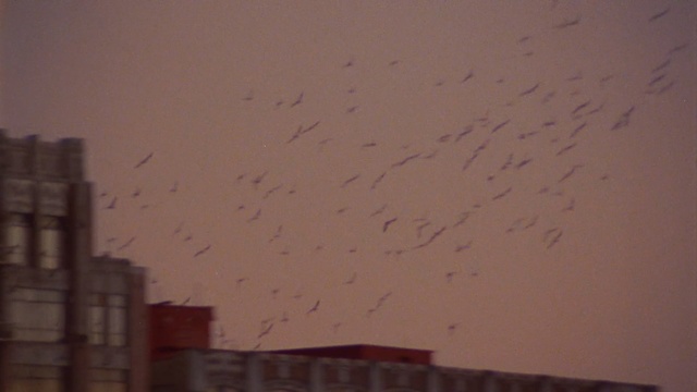 Video Reference: Sky, Atmospheric phenomenon, Wall, Morning, Atmosphere, Cloud, Evening, Line, Tree, Flock