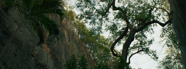 Video Reference: tree, nature, vegetation, leaf, plant, forest, branch, jungle, rainforest, flora
