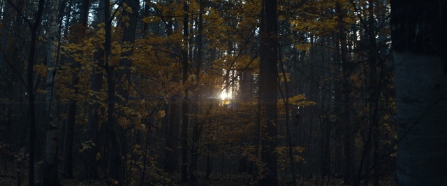 Video Reference: Nature, Tree, Forest, Natural environment, Sunlight, Northern hardwood forest, Biome, Atmospheric phenomenon, Woodland, Light