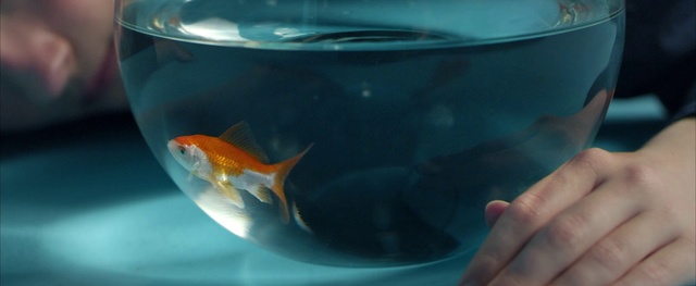 Video Reference: Fish, Feeder fish, Koi, Goldfish, Tail, Fin, Bony-fish, Marine biology, Aquarium, Indoor, Table, Person, Food, Glass, Sitting, Plate, Small, Blue, Holding, Orange, Hand, Close, Water, Keyboard, Bowl, White, Large, Sandwich, Red, Man, Animal, Reef