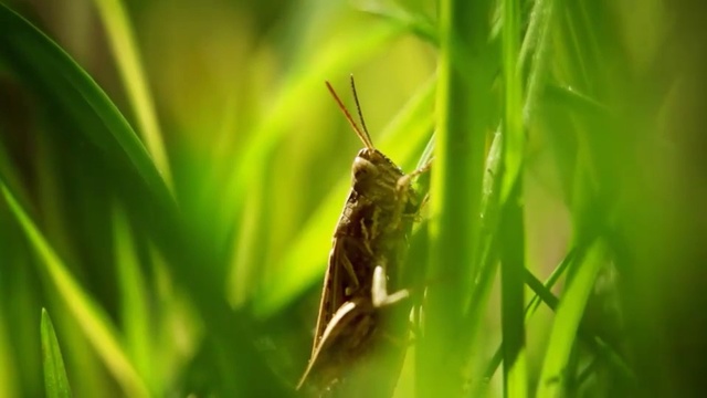 Video Reference: Insect, Grasshopper, Nature, Locust, Green, Cricket-like insect, Grass, Macro photography, Invertebrate, Cricket