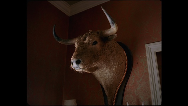 Video Reference: horn, cattle like mammal, head, fauna, snout, wildlife, organism, cow goat family, ox