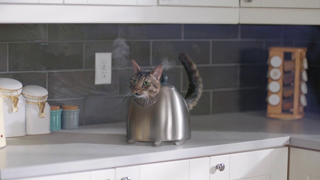 Video Reference: Cat, Felidae, Small to medium-sized cats, Countertop, Whiskers, Kitchen, Room, Tile, Domestic short-haired cat, Carnivore