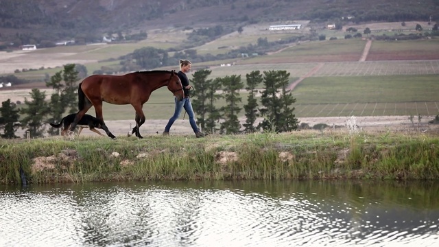 Video Reference: pasture, horse, horse like mammal, grassland, mare, grazing, grass, rural area, field, tree