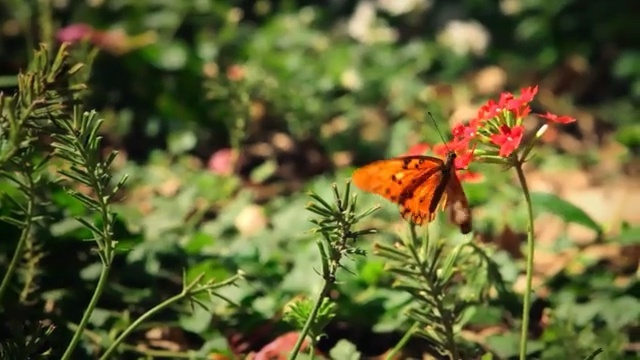 Video Reference: Butterfly, Insect, Nature, Moths and butterflies, Flower, Plant, Pollinator, Invertebrate, Monarch butterfly, Flowering plant, Person