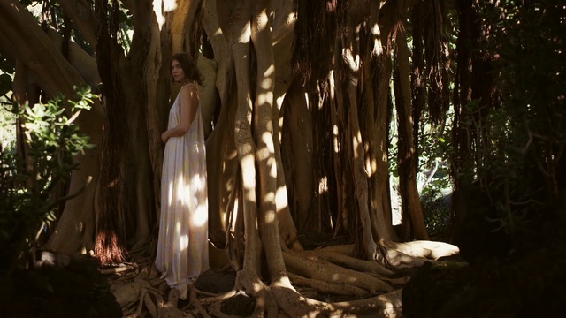 Video Reference: tree, light, lighting, forest, plant, sunlight, darkness, branch, jungle, old growth forest