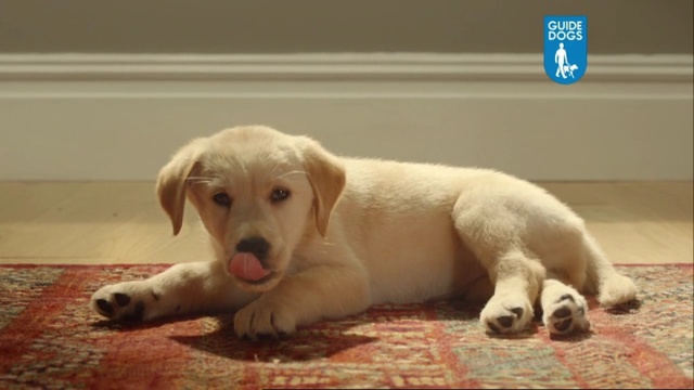 Video Reference: dog, dog breed, retriever, dog like mammal, labrador retriever, dog breed group, golden retriever, snout, puppy, sporting group, Person