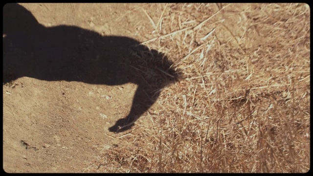 Video Reference: fauna, soil, wildlife, snout, tail, ecoregion, cat like mammal, whiskers, shadow, small to medium sized cats