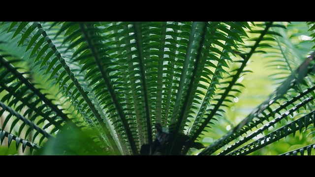 Video Reference: plant, vegetation, ferns and horsetails, ostrich fern, fern, leaf, terrestrial plant, vascular plant, biome, organism