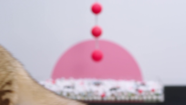 Video Reference: Pink, Crown, Cat, Indoor, Sitting, Looking, Front, Table, Red, Small, Close, Laying, Computer, Mirror, White, Dog, Standing, Room, Playing, Laptop, Desk, Food, Blurry, Teeth, Domestic cat
