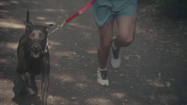 Video Reference: Dog, Mammal, Vertebrate, Canidae, Dog breed, Carnivore, Leash, Guard dog, Sporting Group, Dog walking, Person