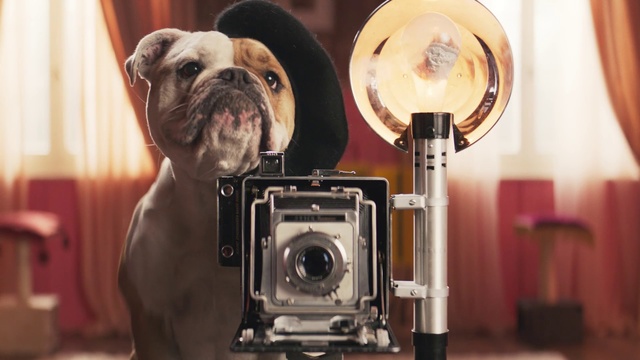 Video Reference: Dog, Cameras & optics, Camera, Canidae, Bulldog, Snout, Photography, Companion dog, Non-Sporting Group, Dog breed