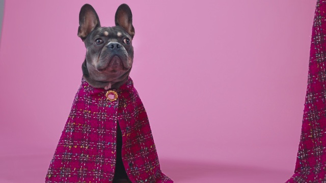 Video Reference: Dog, Mammal, Canidae, Pink, Dog breed, Magenta, French bulldog, Snout, Carnivore, Plaid