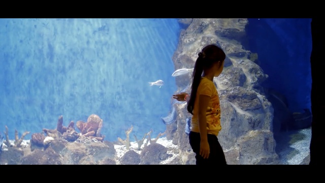 Video Reference: Photograph, Blue, Water, Snapshot, Fun, Organism, World, Sea, Photography, Aquarium