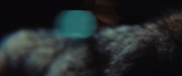 Video Reference: darkness, macro photography, close up, atmosphere, organism, night, underwater, marine biology, computer wallpaper, midnight